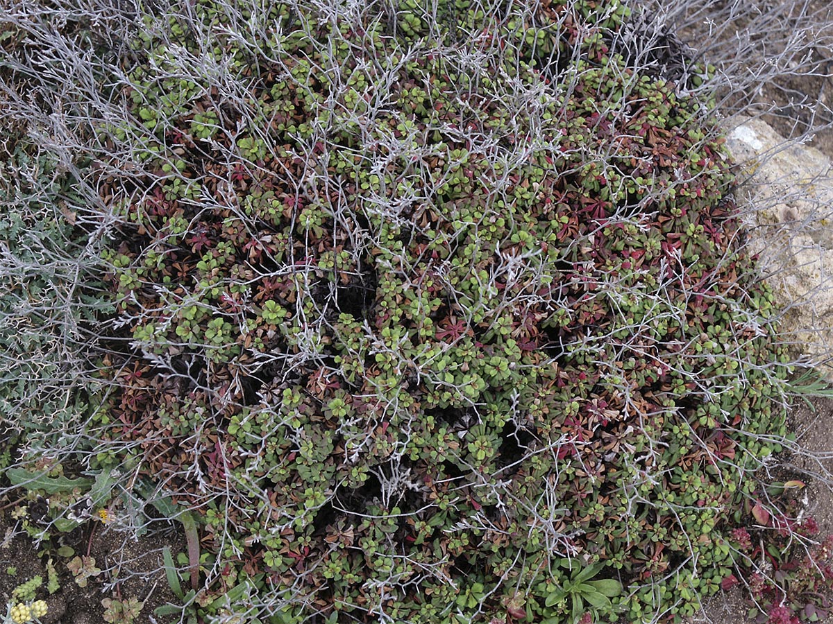 Limonium minutum